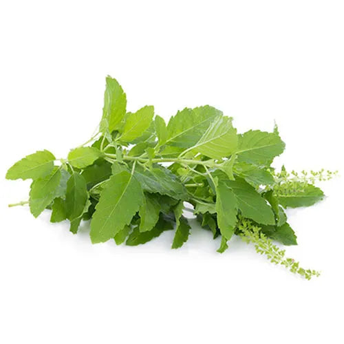 Thai Holy Basil ใบกระเพรา
